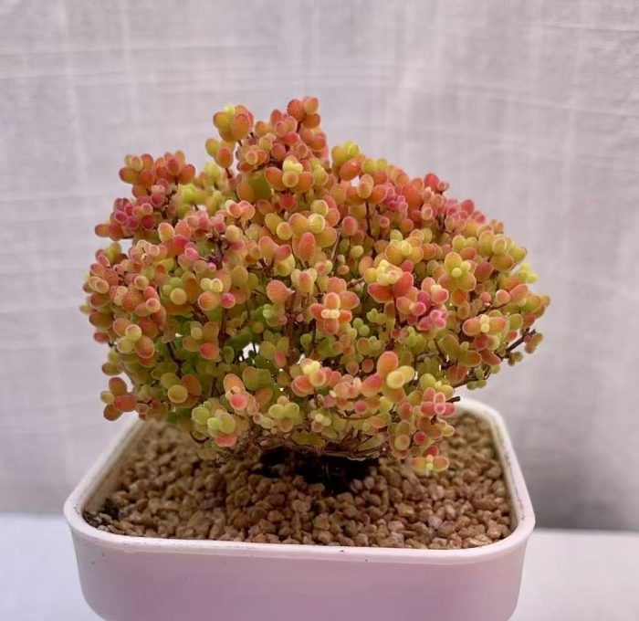 Drosanthemum Globosum