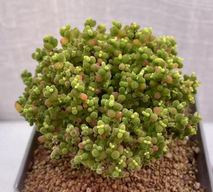 Drosanthemum Globosum
