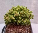 Drosanthemum Globosum