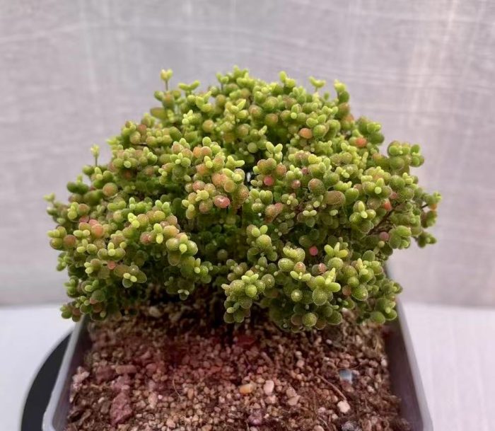 Drosanthemum Globosum - Image 2