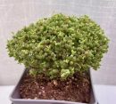 Drosanthemum Globosum