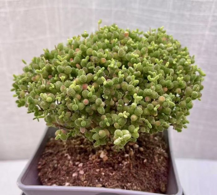 Drosanthemum Globosum - Image 3