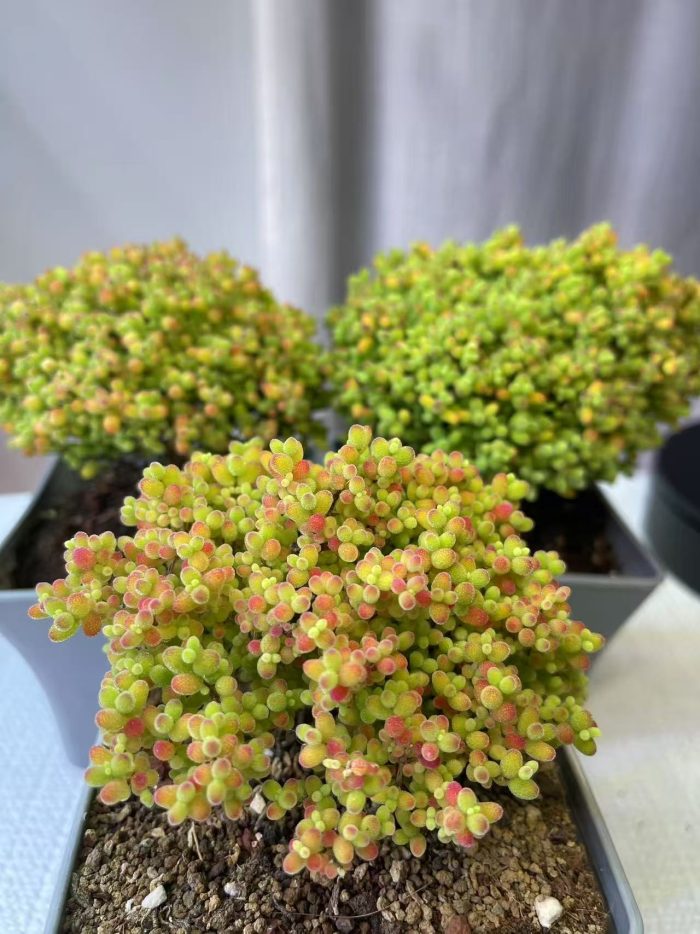 Drosanthemum Globosum - Image 4