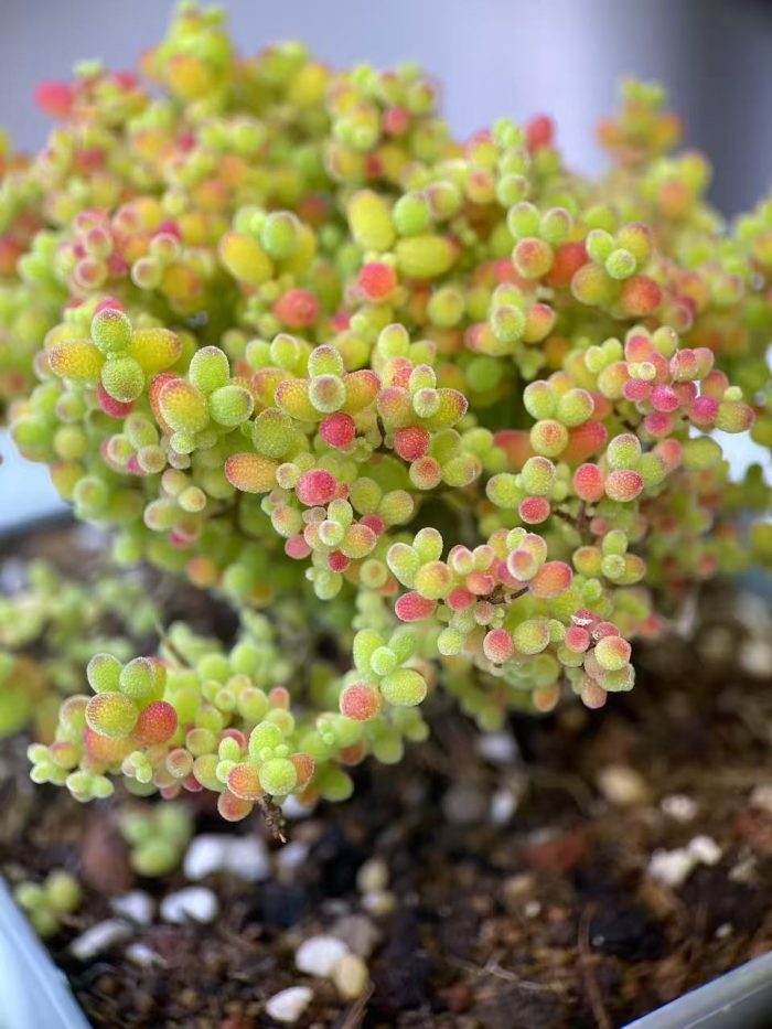 Drosanthemum Globosum - Image 5